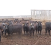 Image 1 : Little Rainbow Ranch - 925# September Yearling Heifers - 264 Head (Moosomin, SK)