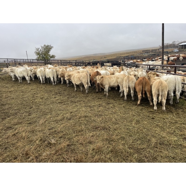 Vermeulen Grain & Cattle Co. - 610# October Delivery Steer Calves - 96 Head (Ceylon, SK)