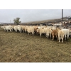 Image 1 : Vermeulen Grain & Cattle Co. - 610# October Delivery Steer Calves - 96 Head (Ceylon, SK)