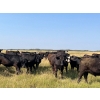 Image 12 : Wolverine Cattle Co. - 950# September Grass Steers - 240 Head (Guernsey, SK)