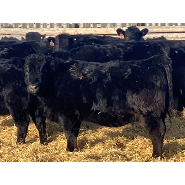 CC Farming Company - 680# January Delivery Heifers - 68 Head (Cayley, AB)