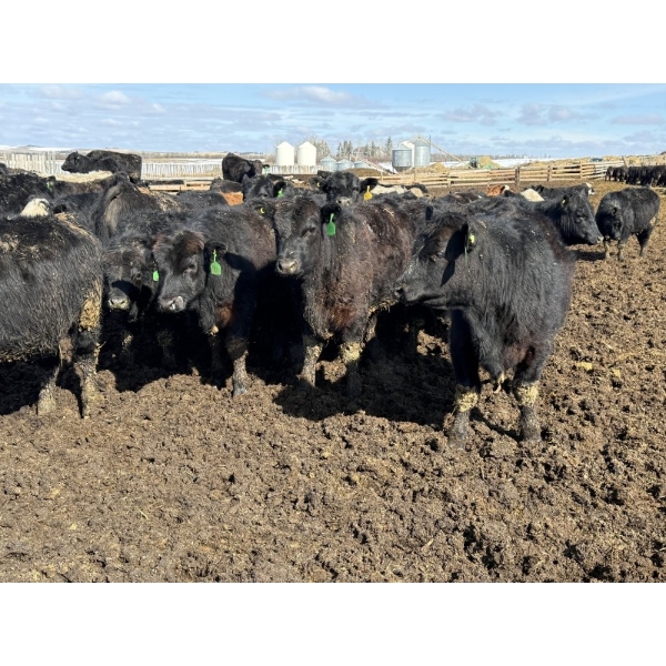 Lamb Cattle Co. - 1025# September Delivery Grass Steers - 600 Head (Drake, SK)