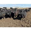 Image 1 : Lamb Cattle Co. - 1025# September Delivery Grass Steers - 600 Head (Drake, SK)