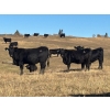 Image 3 : Terry Hines Livestock - 40 Black/BBF Angus X March/April Calving Bred Heifers (Marwayne, AB)