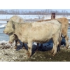 Image 5 : Frank Martens - 18 Cream/White Char X Bred Heifers (Theodore, SK)