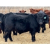 Image 6 : Allison Farms - 1000# January Delivery Steers - 62 Head (Delburne, AB)