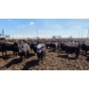 Image 2 : Cattlewood Farms Ltd. - 830# April Delivery Heifers - 70 Head (Vauxhall, AB)