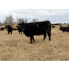Image 5 : C & L Livestock - 29 Black 3rd Calf 3-Way Pairs (Edam, SK) VBP+