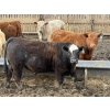 Image 4 : Jason & Kevin Szymanek - 920# April/May Delivery Steers - 136 Head (Stauffer, AB)