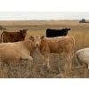 Image 7 : Francis Dyck - 600# November Delivery Weaned Steers - 105 Head (Swift Current, SK)