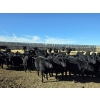 Image 11 : Downie Lake Colony - 860# March Delivery Heifers - 350 Head (Maple Creek, SK)