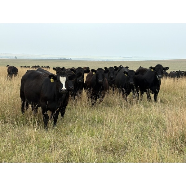 RJ Bart Stock Corp. - 900# August Delivery Grass Heifers - 120 Head (High River, AB)