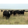 Image 1 : RJ Bart Stock Corp. - 900# August Delivery Grass Heifers - 120 Head (High River, AB)