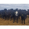 Image 2 : Fred Lansdall - 700# May Delivery Steers - 40 Head (Leross, SK)