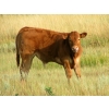 Image 4 : Justin & Theresa Berry - 515# Steer Calves - 80 Head (Hanna, AB)