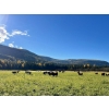 Image 22 : Squaw Valley Ranch - 850# October Delivery Steer Calves - 72 Head (Lumby, BC)