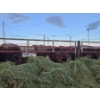 Image 8 : Westwick Ranching - 7 Red 3rd Calvers (Pen 509)