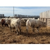 Image 19 : Greg Trewin - 950# March/April Delivery Steers - 126 Head (Coulter, MB)