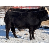 Image 3 : Greg Trewin - 26 BBF/BWF/Black Bred Heifers (Coulter, MB)