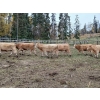 Image 3 : Ootsa Lake Cattle Co. - 25 Charolais X April/May Calving Bred Heifers (Ootsa Lake, BC)