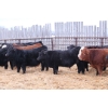 Image 2 : Riverside Farms - 765# January Delivery Steers - 80 Head (Glen Ewen, SK) VBP+