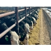 Image 7 : West Ridge Farms - 930# April Delivery Steers - 67 Head (Crossfield, AB)