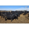 Image 5 : Little Big Ranch - 790# March Delivery Steers - 75 Head (Medicine Hat, AB)
