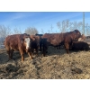 Image 3 : Chris Bartel - 775# March/April Delivery Steers - 78 Head (Fort Vermilion, AB)