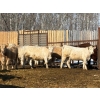 Image 13 : Winn Man Farms - 715# March/April Delivery Heifers - 82 Head (Winnipegosis, MB)