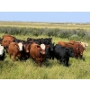 Image 4 : Riverbend Ranch - 1000# October Delivery Grass Steers - 120 Head (Coronation, AB)