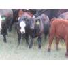Image 10 : Storle Farms Ltd. - 630# October Delivery Steer Calves - 88 Head (Lake Alma, SK)