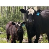 Image 6 : Pine River Cattle Co. - 470# Oct/Nov Delivery Heifer Calves - 100 Head (Lone Prairie, BC)