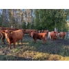 Image 8 : Squaw Valley Ranch - 750# October Delivery Steer Calves - 80 Head (Lumby, BC)