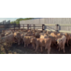 Image 10 : Last Chance Ranch - 610# October Delivery Heifer Calves - 100 Head (Piapot, SK)