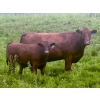 Image 5 : Mullen Land & Cattle Co. - 650# September Delivery Steer Calves - 95 Head (Peers, AB)