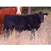 Image 5 : Schweb Family Cattle - 650# October Delivery Steer Calves - 90 Head (Logan Lake, BC)