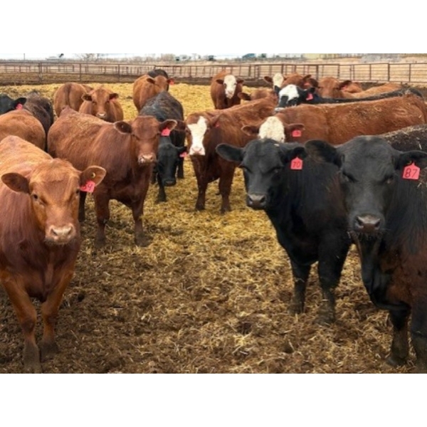 Van Hall Cattle Company Ltd. - 990# April Delivery Steers - 168 Head (Scandia, AB)