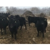 Image 2 : Bar 7 Ranch - 775# April/May Delivery Heifers - 78 Head (MacGregor, MB)