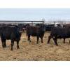 Image 3 : Peake Livestock Inc. - 750# April Delivery Heifers - 80 Head (Roblin, MB)