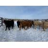 Image 9 : Steven Bartel - 975# July Delivery Heifers - 63 Head (Carroll, MB)