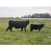 Image 12 : Malarky Farms - 35 Black/Black X Cow/Calf Pairs (Newdale, MB)