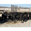 Image 2 : Michael Jennings - 540# March Delivery Steers - 75 Head (Condor, AB)