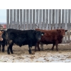 Image 5 : Allison Farms - 1000# January Delivery Steers - 62 Head (Delburne, AB)