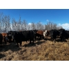 Image 14 : Chris Bartel - 1025# May Delivery Steers - 60 Head (Fort Vermilion, AB)