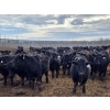 Image 14 : Shay & Sharmon Wilson - 920# March Delivery Steers - 115 Head (Bow Island, AB)