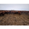 Image 7 : Ripple Rock Ranch - 820# January Delivery Steers - 180 Head (Fincastle, AB)
