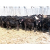 Image 6 : Willowside Ranch - 625# March Delivery Heifers - 88 Head (Vibank, SK)