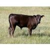 Image 12 : Douglass Bros. Ranching - 625# November Delivery Steer Calves - 100 Head (Gem, AB)