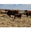 Image 6 : Rolling N Ranches (Nolan & Amanda Osadczuk) - 8 Red Simm Heifer Pairs (Pen F10)