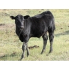Image 7 : R&W Cattle Co. (Regan & Whitney Curry) - 490# Steer Calves - 120 Head (Sunnynook, AB) VBP+